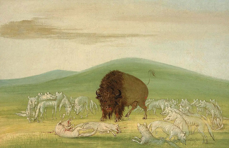 En skadet bison omgitt av hvite ulver - George Catlin

Source:
Un bison blessé entouré de loups blancs - George Catlin