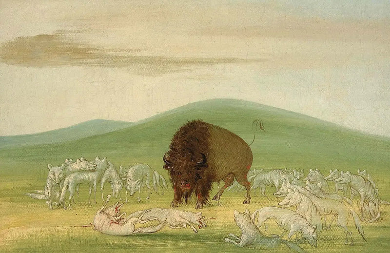 En skadet bison omgitt av hvite ulver - George Catlin

Source:
Un bison blessé entouré de loups blancs - George Catlin
