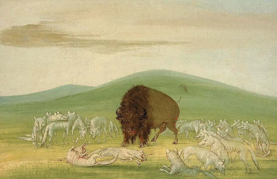 En skadet bison omgitt av hvite ulver - George Catlin

Source:
Un bison blessé entouré de loups blancs - George Catlin