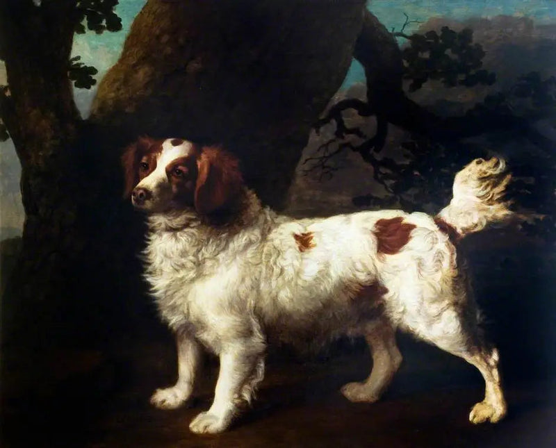 En Clumber Spaniel - George Stubbs

Source:
Un Clumber Spaniel - George Stubbs
