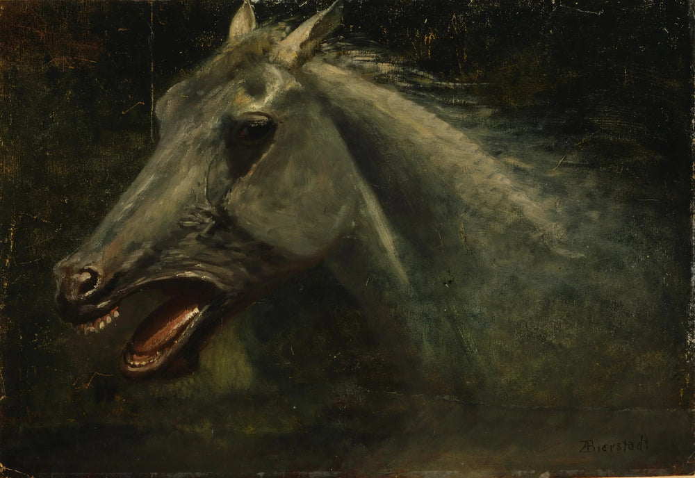 Un étalon sauvage - Albert Bierstadt image 1 copie de tableau peinte à la main