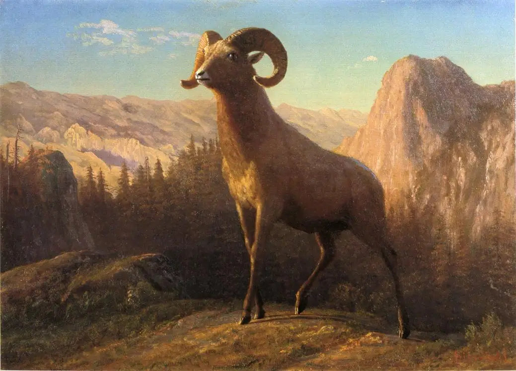 Un mouton des montagnes Rocheuses Ovis Montana - Albert Bierstadt - Alpha Reproduction