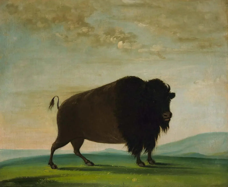 Bisonku som beiter på prærien - George Catlin

Source:
Vache bison broutant dans la prairie - George Catlin