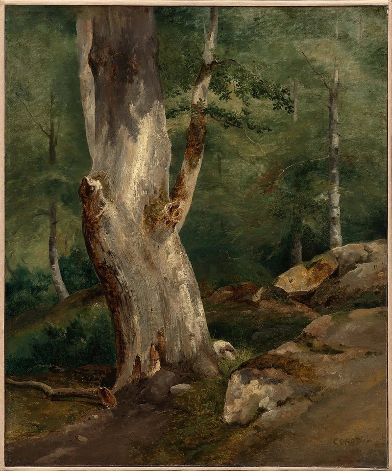 Gammelt bøketre - Jean-Baptiste Camille Corot